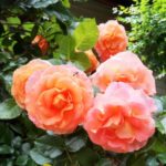 Profile picture of Clayton Glenny